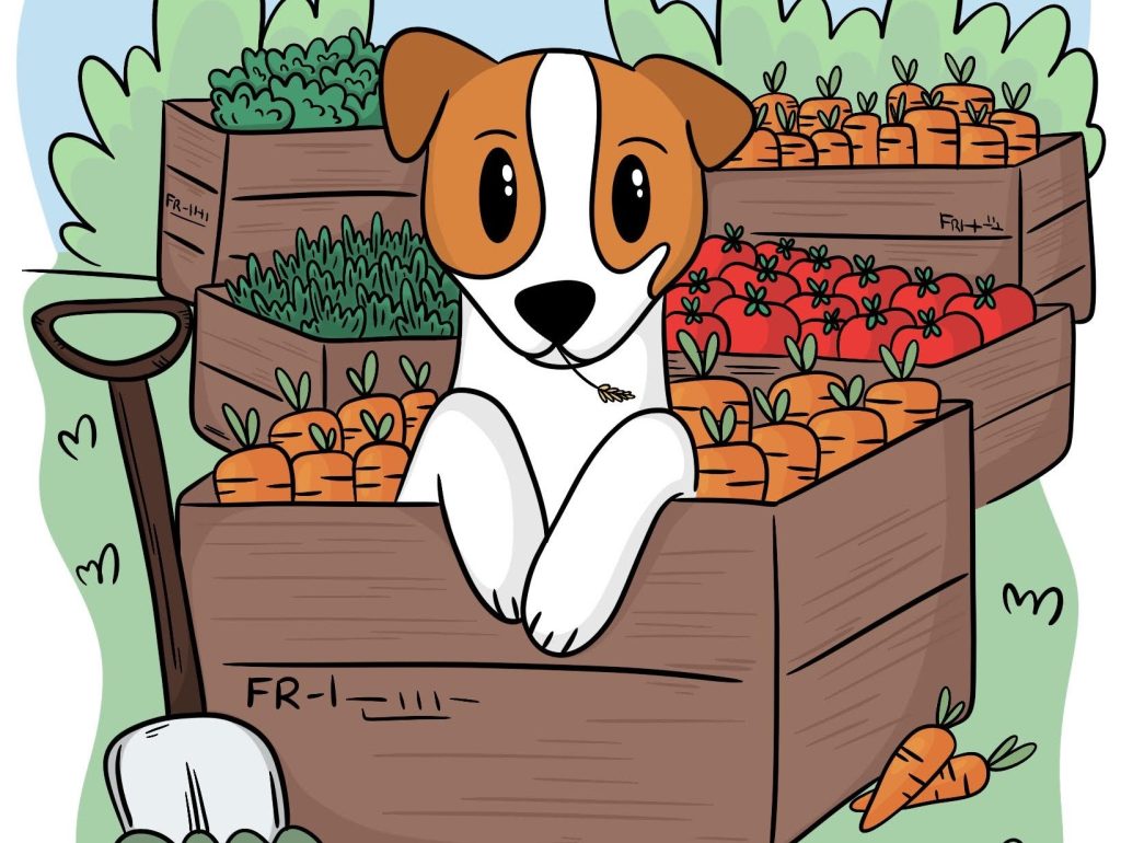 jack le ptit maraicher